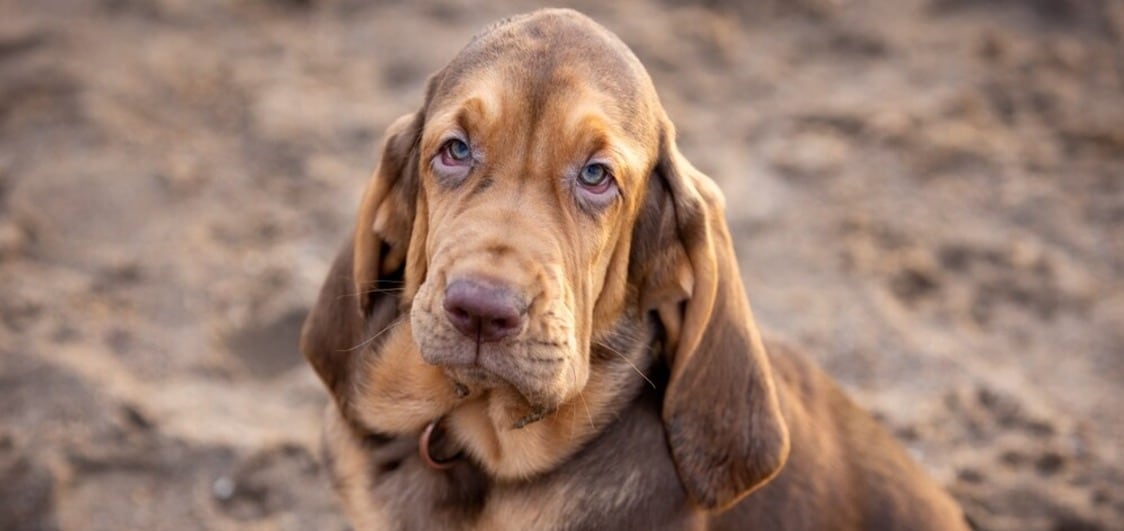 A Big Dog's Tribute to The Mighty Blood Hound - Jd Collections