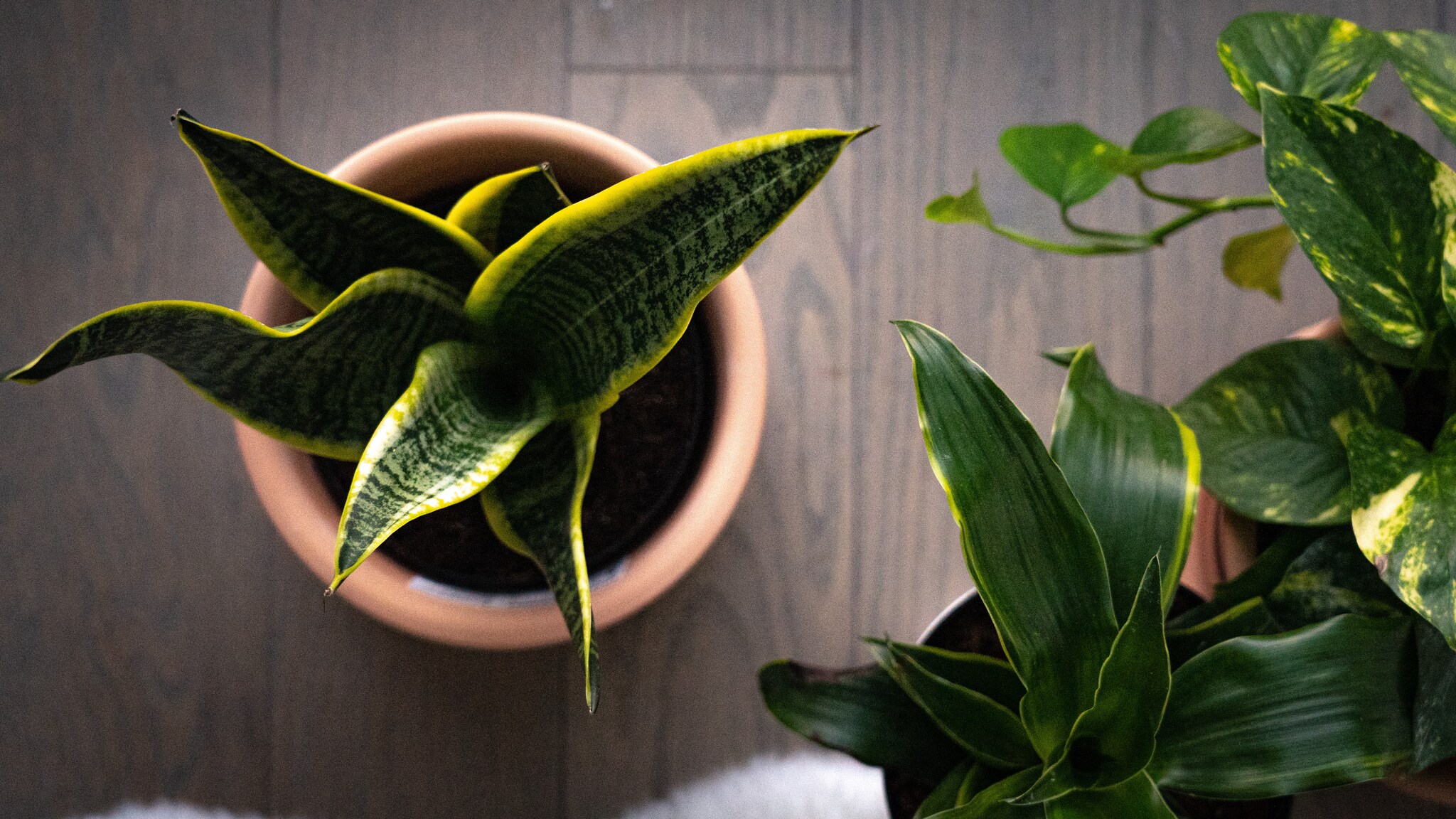 Top Feng Shui Plants for Wealth and Good Luck - Jd Collections