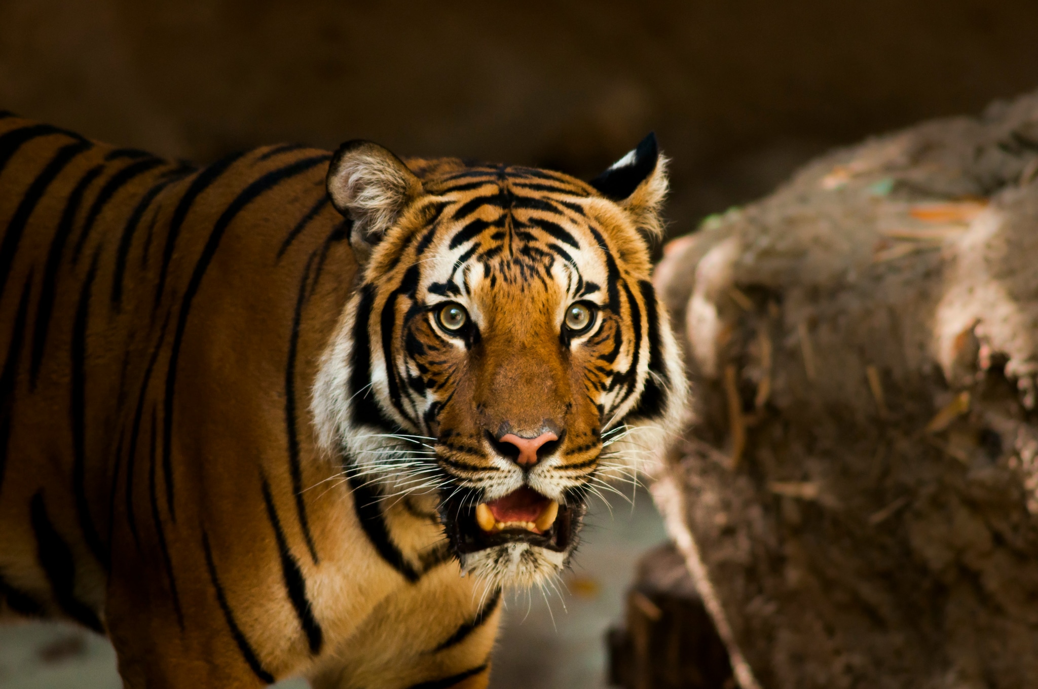 Check These Tiger Reserves in Maharashtra - Jd Collections