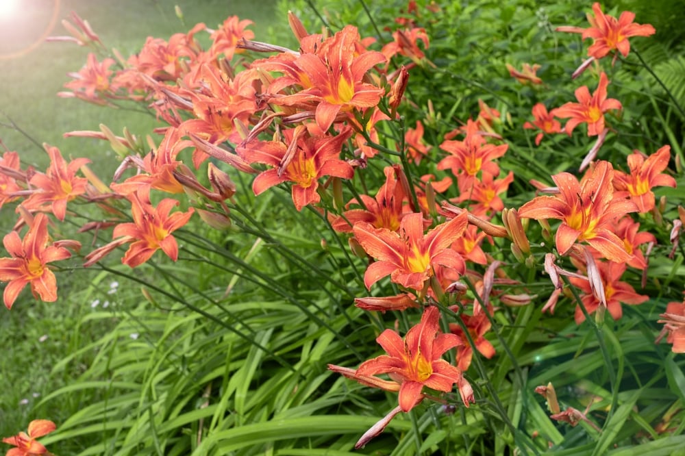 Daylilies – The Low-Maintenance Drama Queens of Gardens - Jd