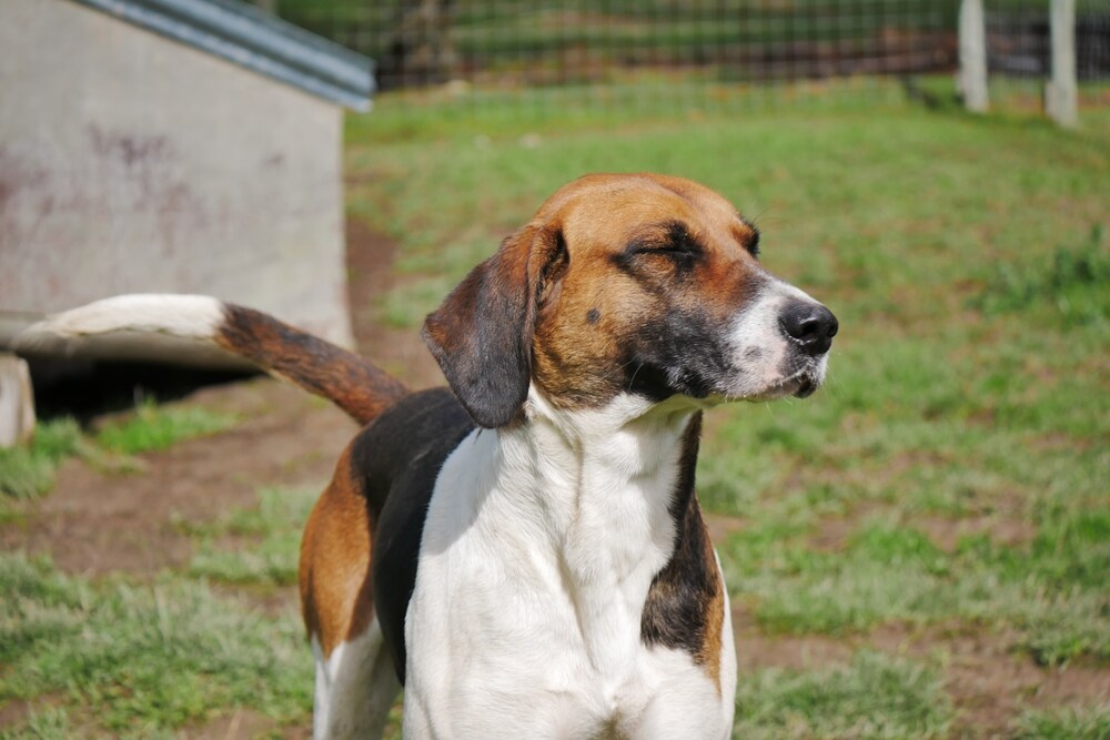 Hound Dog Breeds: Lesser-Known Hounds Worth Discovering - Jd