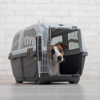 Animal Cage in Indore at ₹ 3,500 Pc (MOQ:1 Pc) by Sri Sun