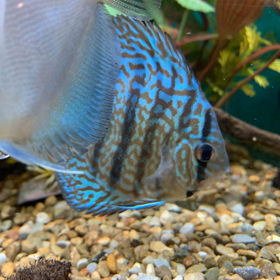 discus fish price in kolathur