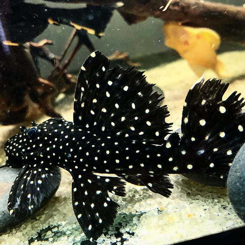 Freshwater Aquarium Galaxy Plecostomus Fish in Jabalpur at best price