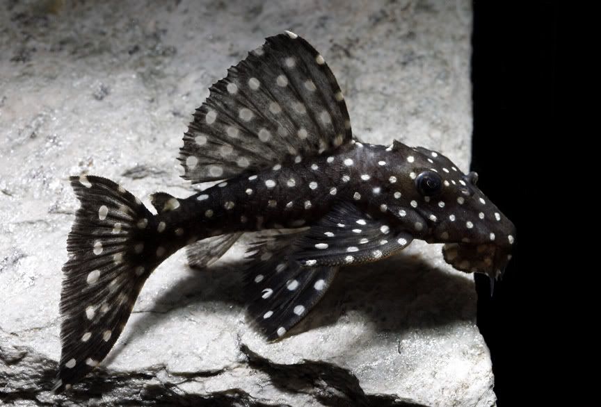 Freshwater Aquarium Galaxy Plecostomus Fish in Jabalpur at best price