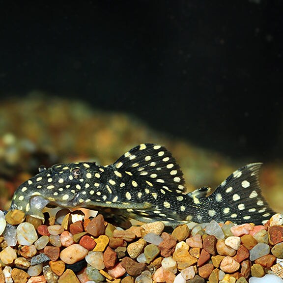 Freshwater Aquarium Galaxy Plecostomus Fish in Jabalpur at best price