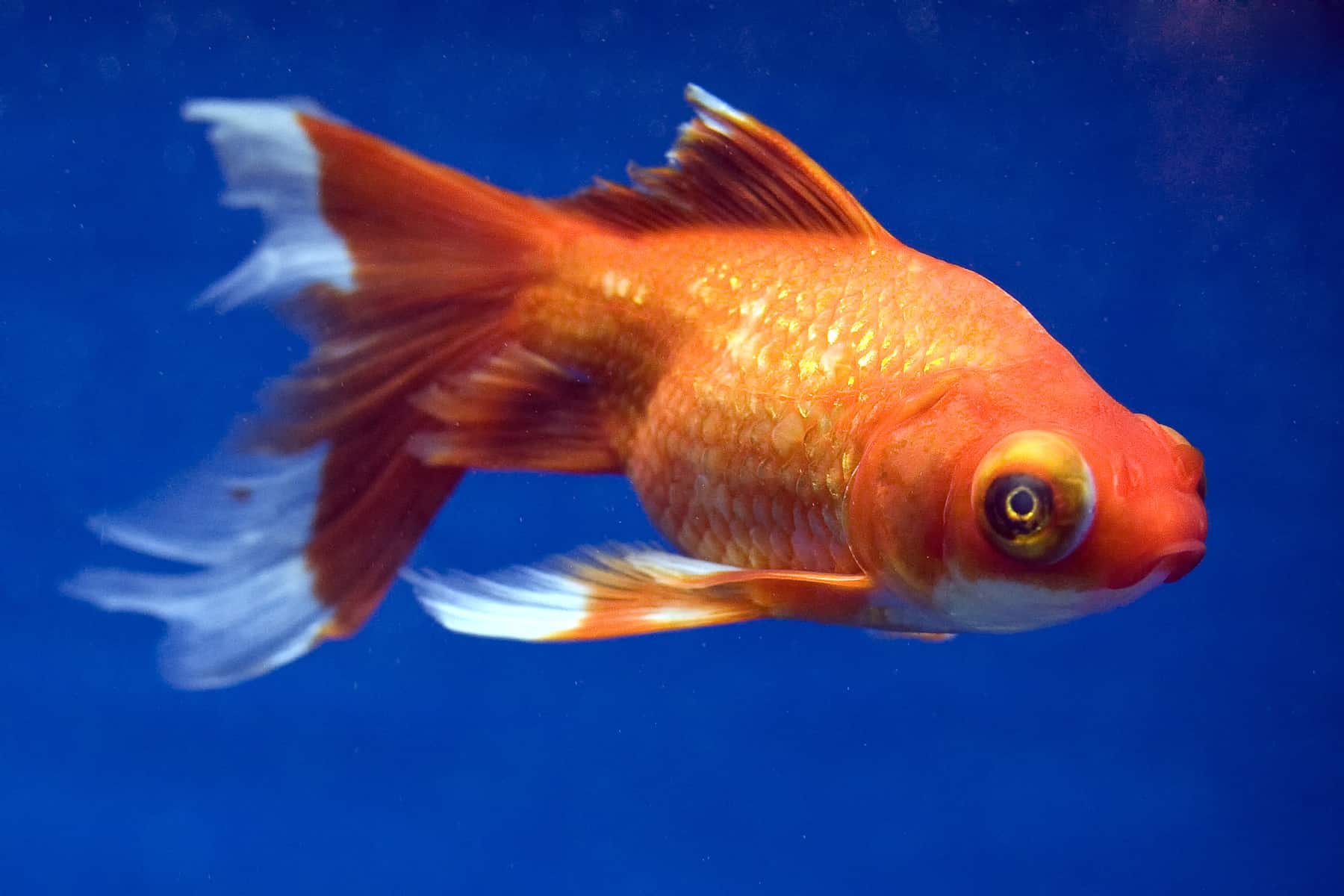 Red Telescope Eye Goldfish in Karimnagar at best price by Dolphin