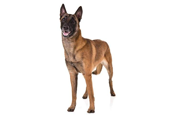 Belgian best sale malinois cost