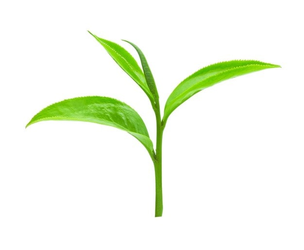 Tea Leaf in Ambala at best price by Dua Tea Centre Justdial