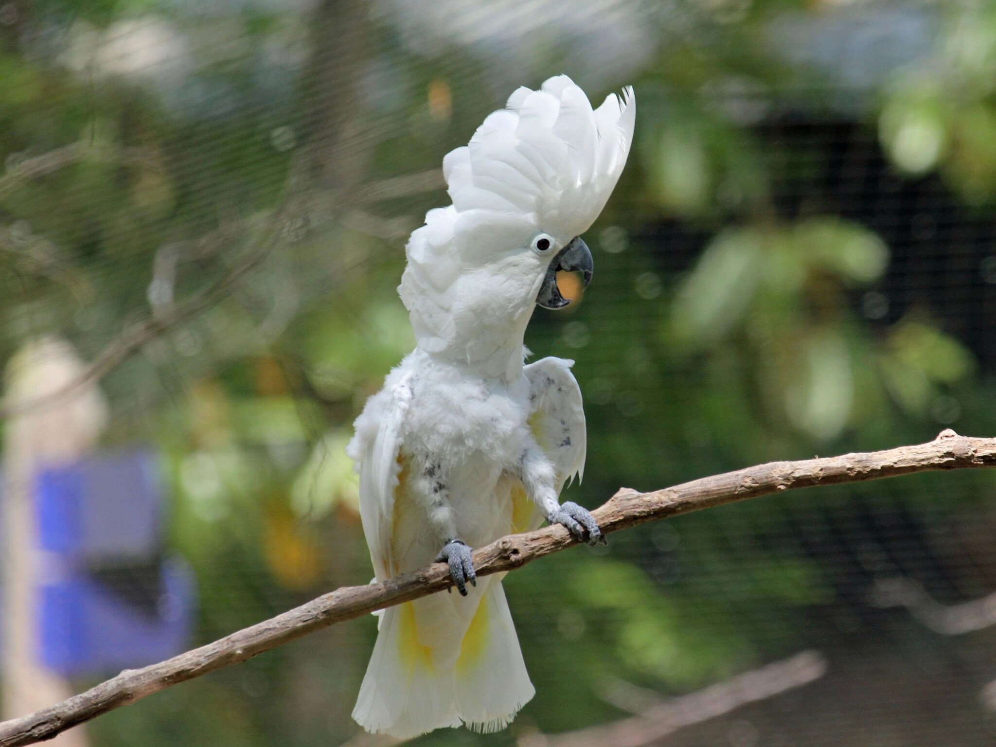 Discover 81+ cockatoo canopy decorations latest vova.edu.vn