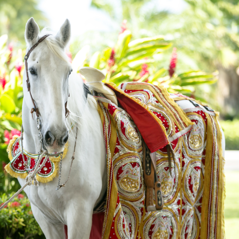 Horse Entry