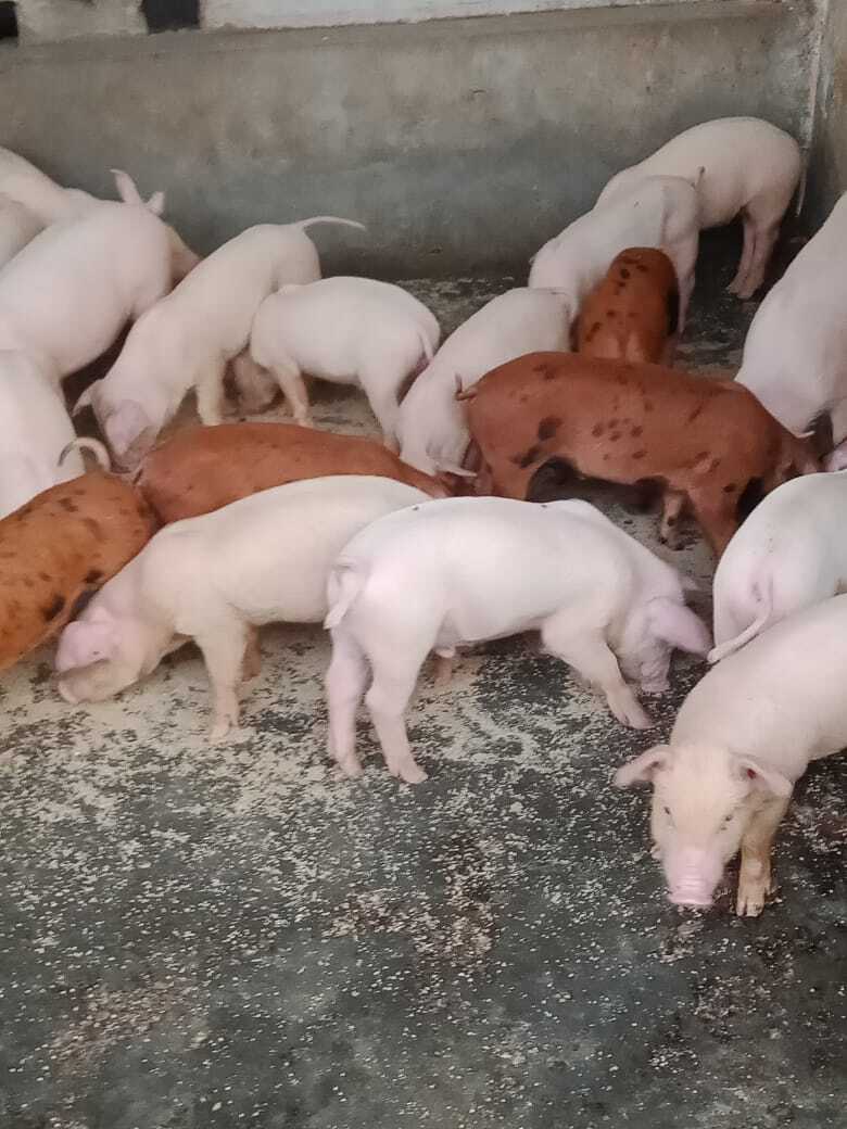 Pig Feed in Bareilly Nutritious Swine Diets for Healthy Growth
