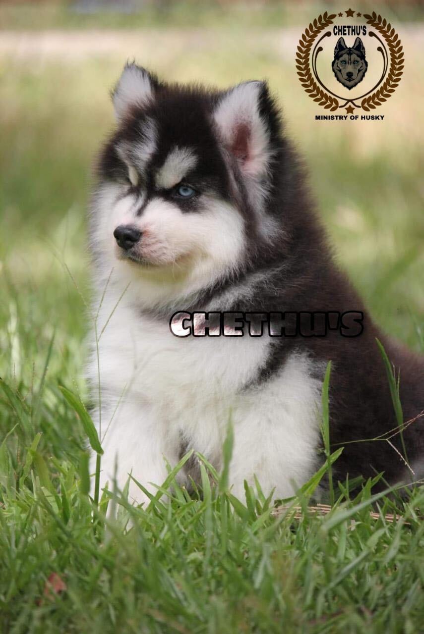 Bangalore Dog Shops Nearby Bangalore Average Price For Siberian