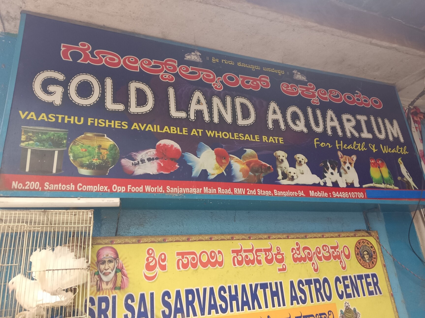 Bangalore Aquarium Fish Wholesalers Near Me Aquarium Fish Aquarium