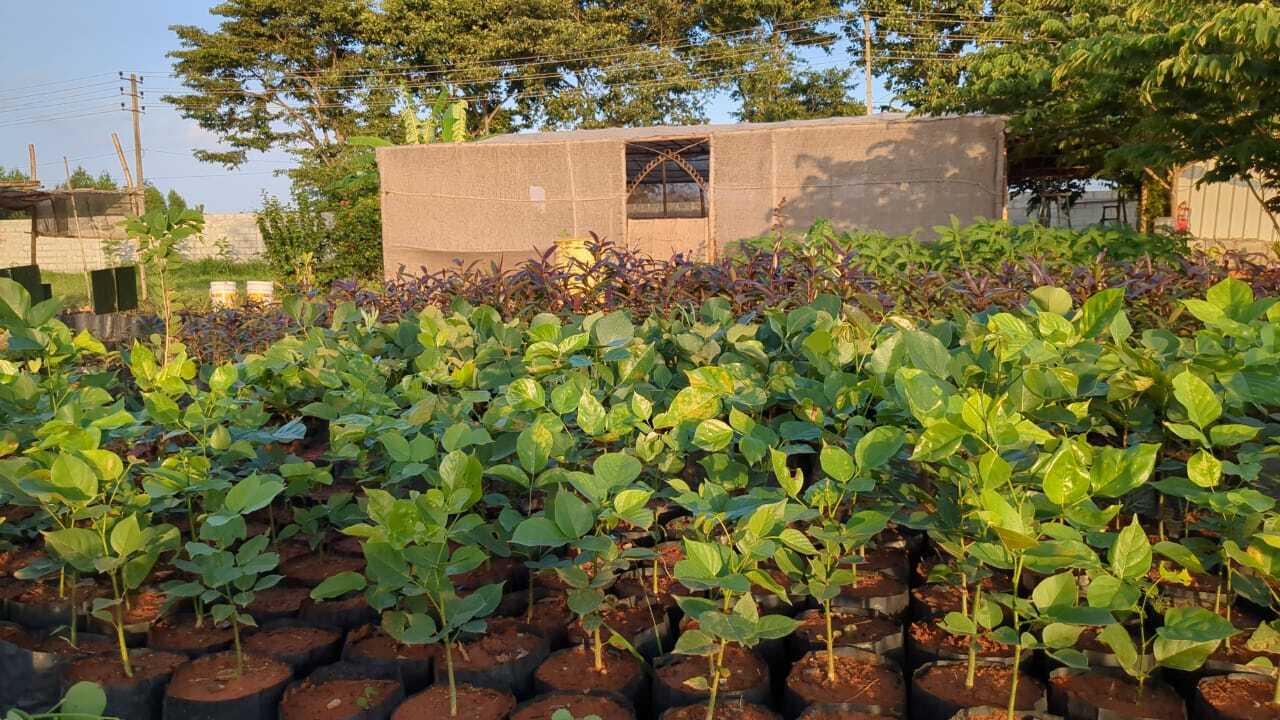 Catalogue Archana Nursery in Bangalore Justdial