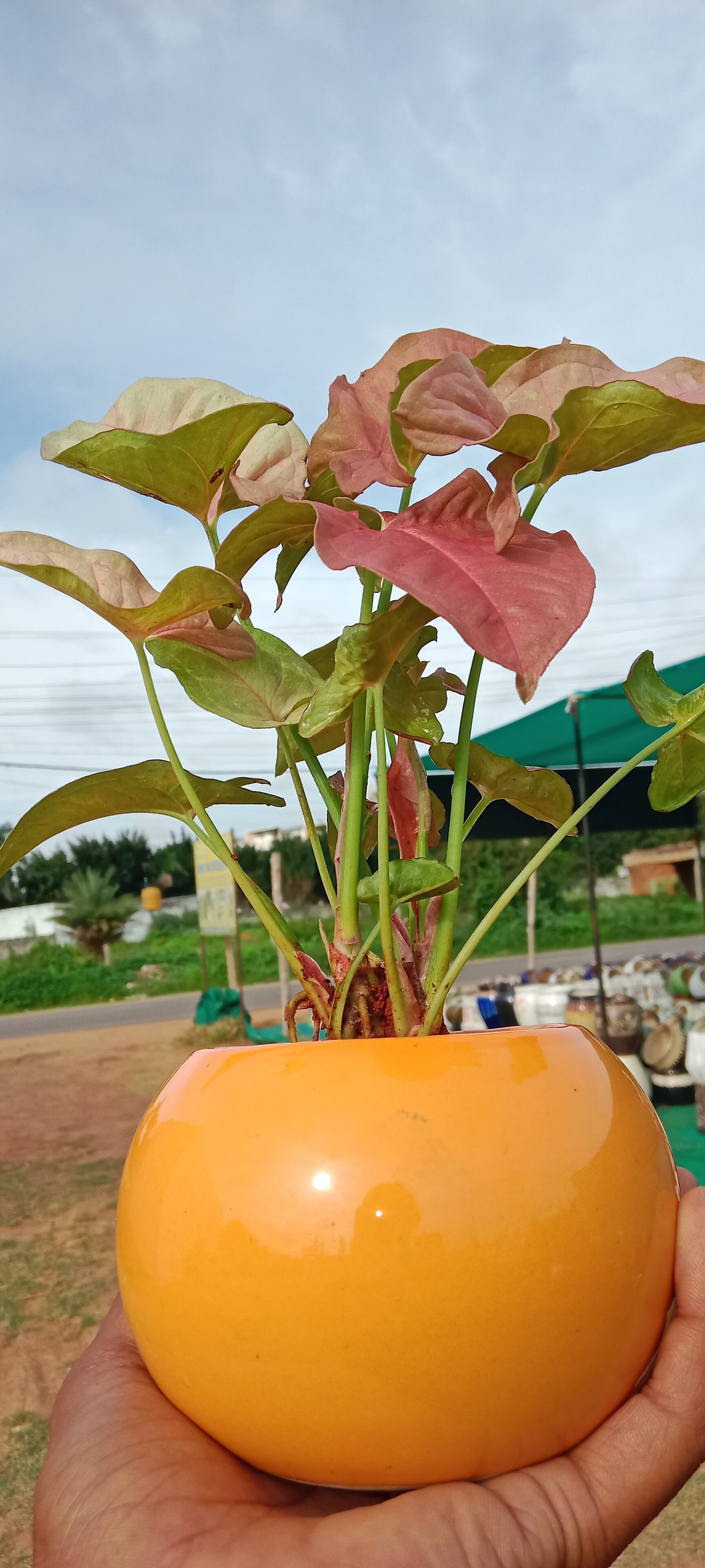 Mk Nursery in Devanahalli, Bangalore - Best Plant Nurseries in