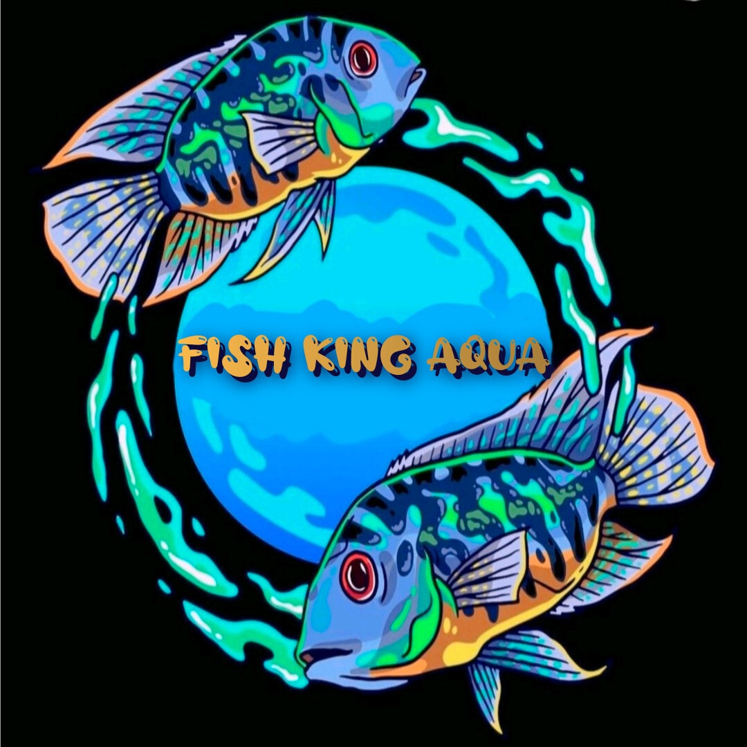 Bangalore Bulk Aquarium Fish Bangalore Wholesale Aquarium Fish