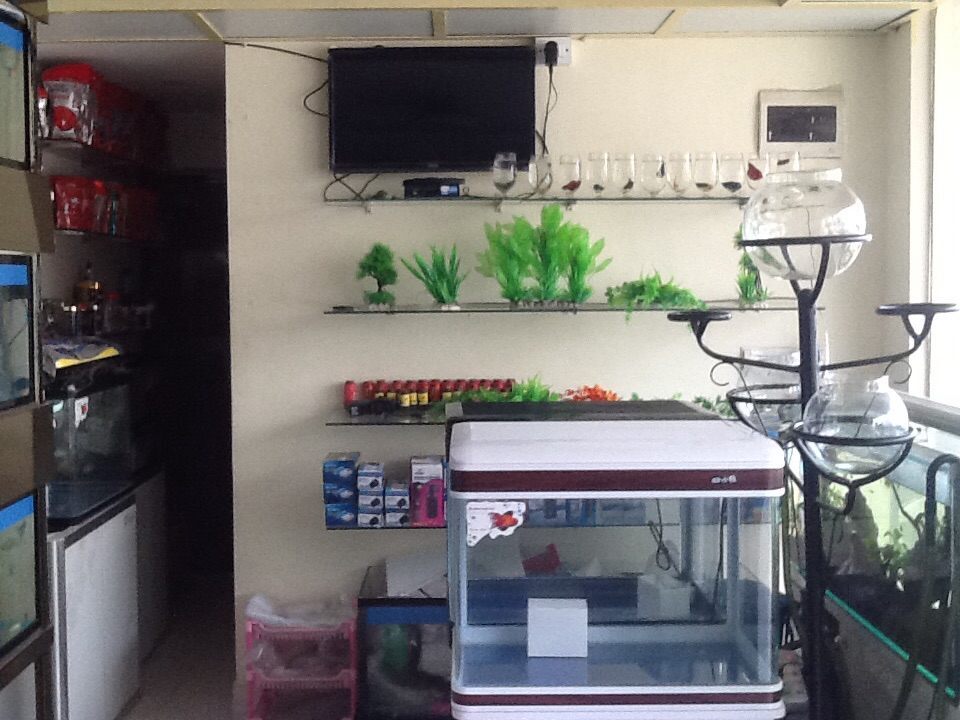 Catalogue Blue Waves Aquariums in Kumaraswamy Layout 1st Stage