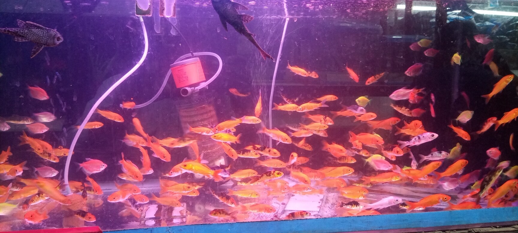 Fish Bowl in Ahmedabad Vibrant Aquariums Stunning Glass