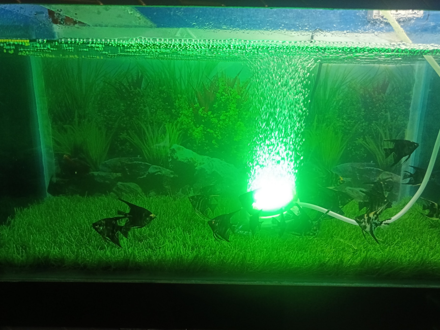 AQUARIUM ACCESSORY in Bokaro Essential, Durable Stylish
