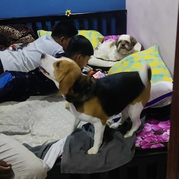 Krish Home Dog Boarding Day Care in Iyyappanthangal Chennai Best Dog Creche near me in Chennai Justdial