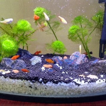 fish aquarium accessories in chennai Sairam Fish Aquarium in Maraimalai Nagar,Chennai - Best Aquarium Accessory  Dealers near me in Chennai