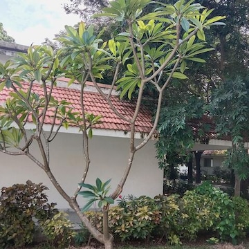 ☘️aiiKEN73*Garden☘️AG202511 Yellow 4Kg Ashoka AG KM7819 Hybrid Corn Seeds, For Agriculture