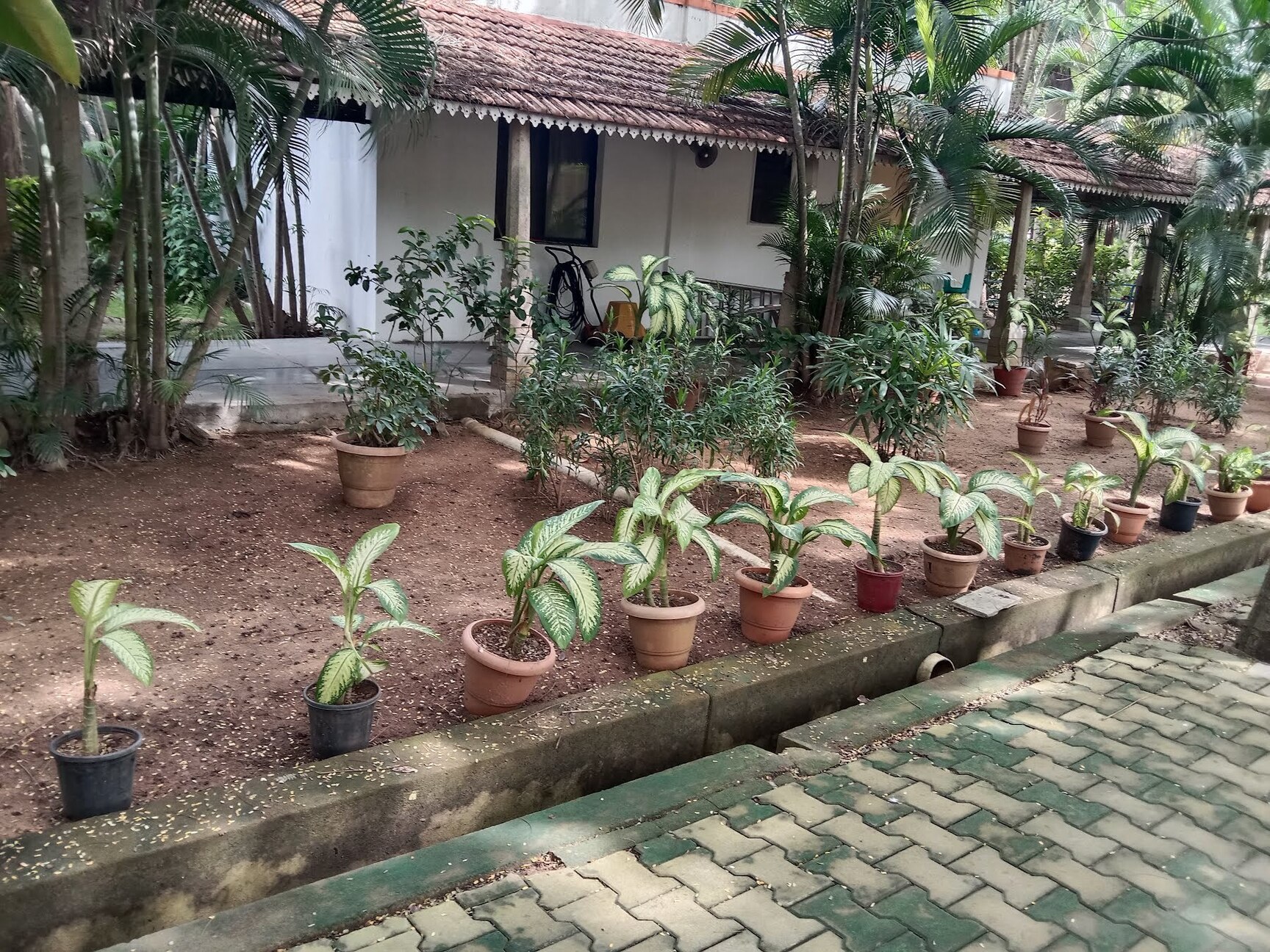 ☘️aiiKEN73*Garden☘️AG202511 Yellow 4Kg Ashoka AG KM7819 Hybrid Corn Seeds, For Agriculture