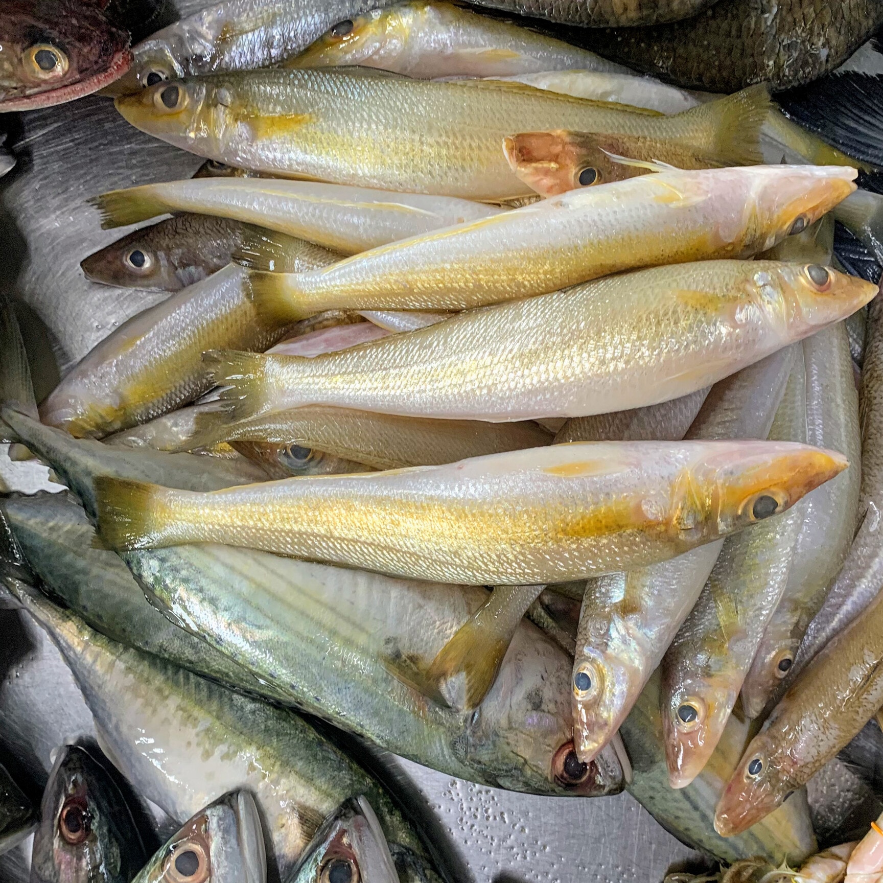 Kadalarasan Fish Shop in Peelamedu, Coimbatore - Best Seafood ...
