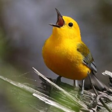 Top Bird Wholesalers in Mizoram University,Aizawl - Best Bird