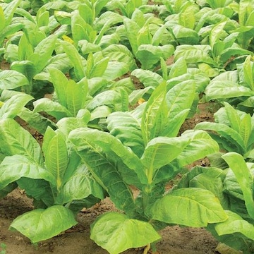 Top Tobacco Wholesalers in Bikaner - Best Tobacco Distributors