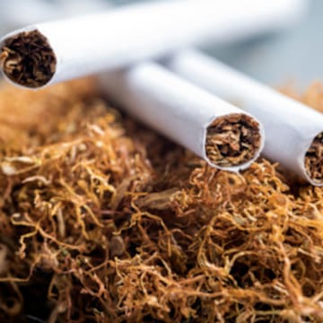 tobacco growing Tobacco Growth & Cultivation