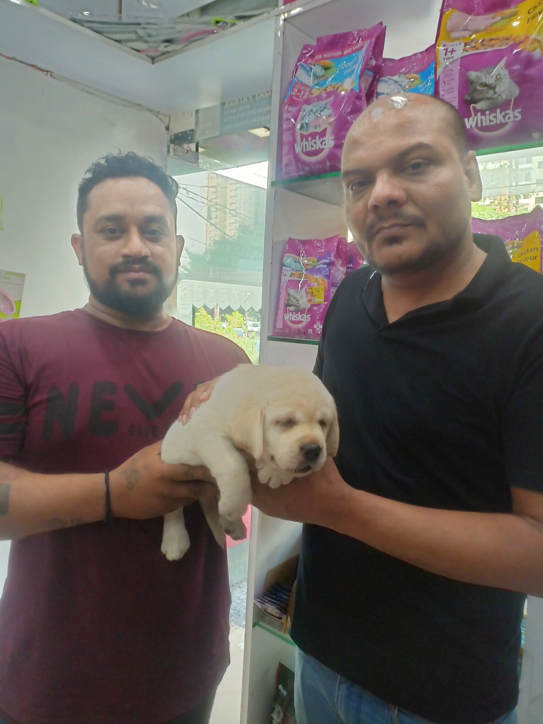 Greater Noida Dogs And Cats Veterinary Clinic Pet Hotel Home Pet