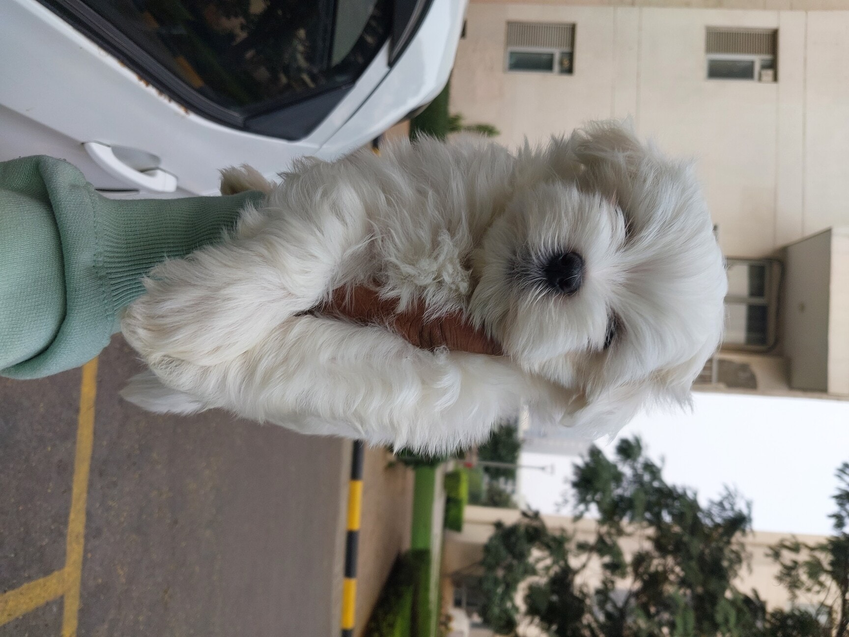 Vaishali Sector Dog Care Centre Vaishali Elite Fitness Galaxy Mall