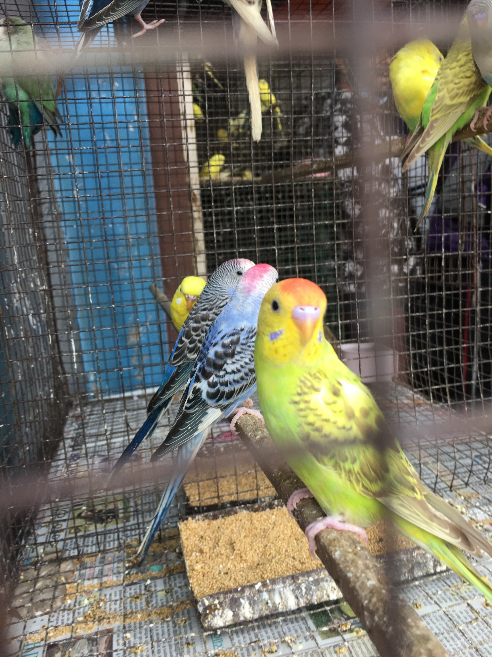 buy pet birds online