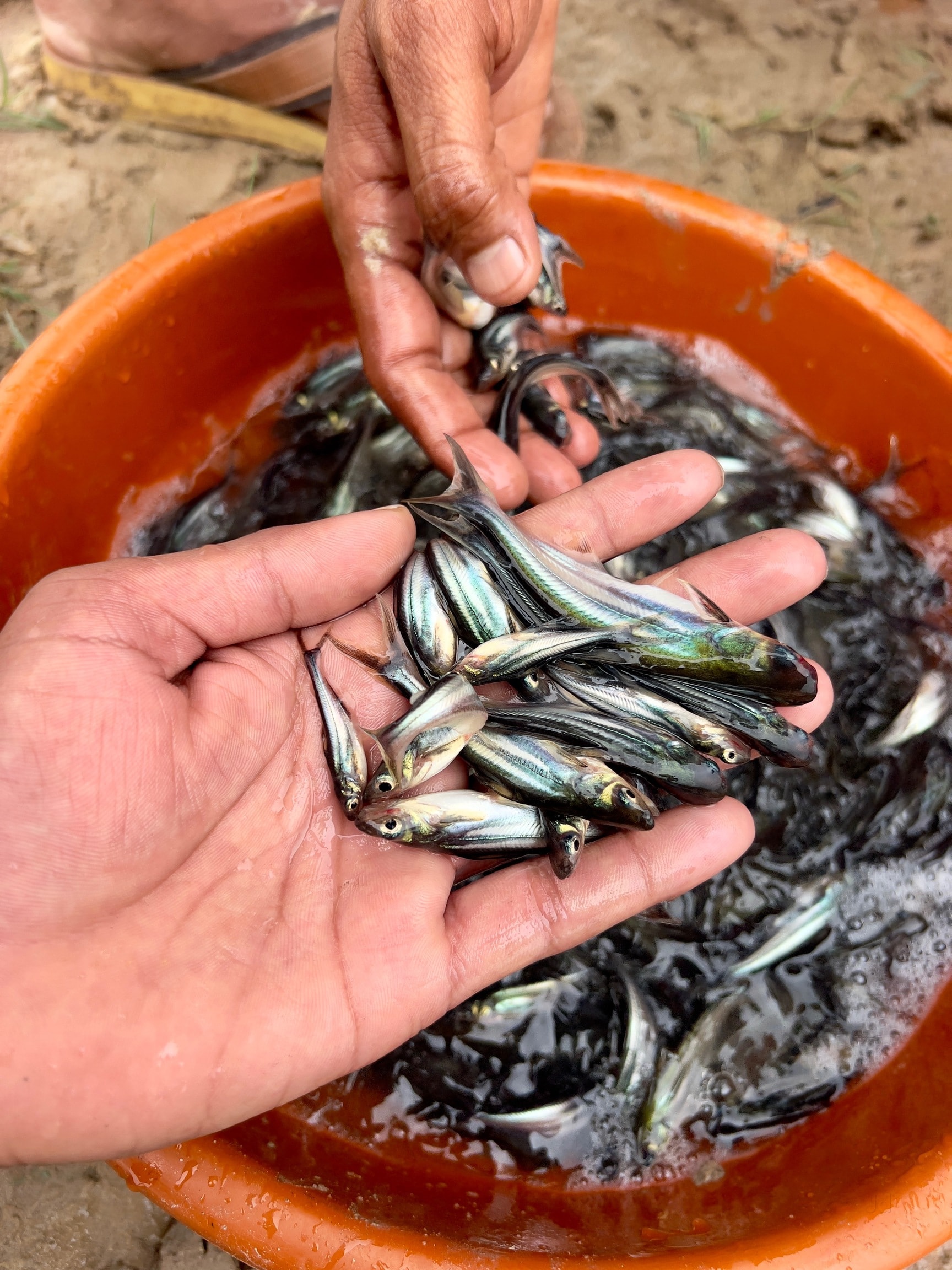 Gujarat Fish Seeds in Gandhinagar-Gujarat - Best Pangasius Fish Farming ...