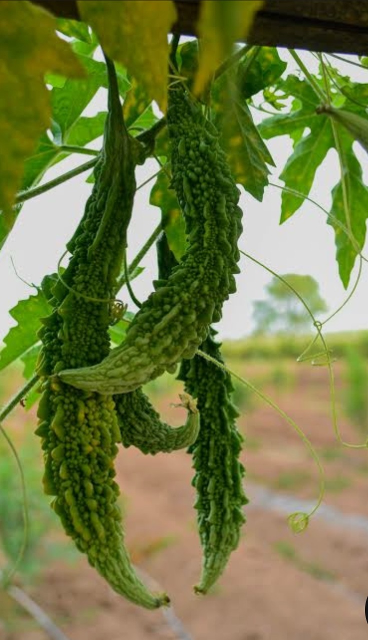 Baddon Agron Giantmax in Baddon, Hoshiarpur - Best Agricultural Production ...