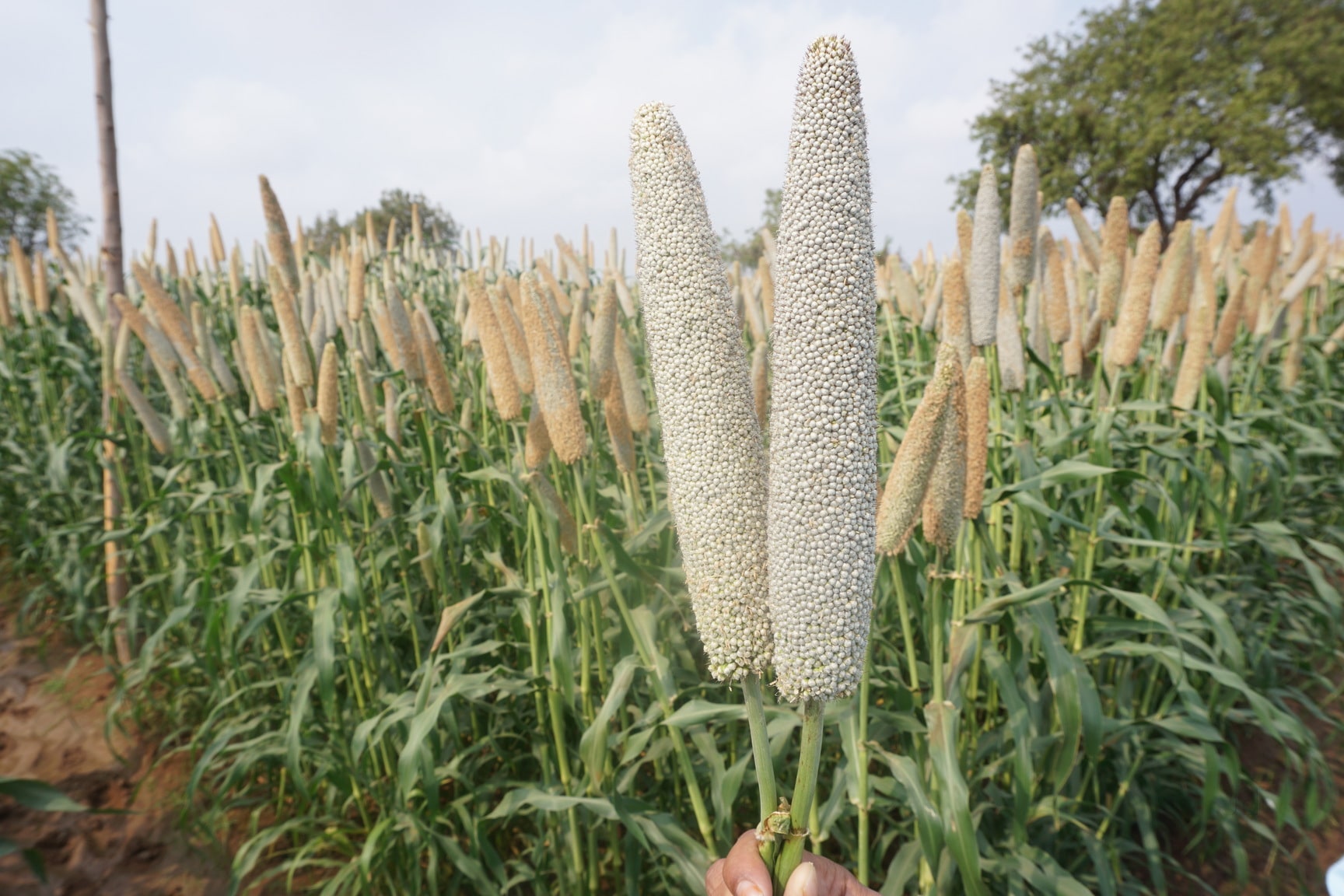 Eco Agri Seeds in Medchal, Rangareddy - Best Seed Retailers in ...