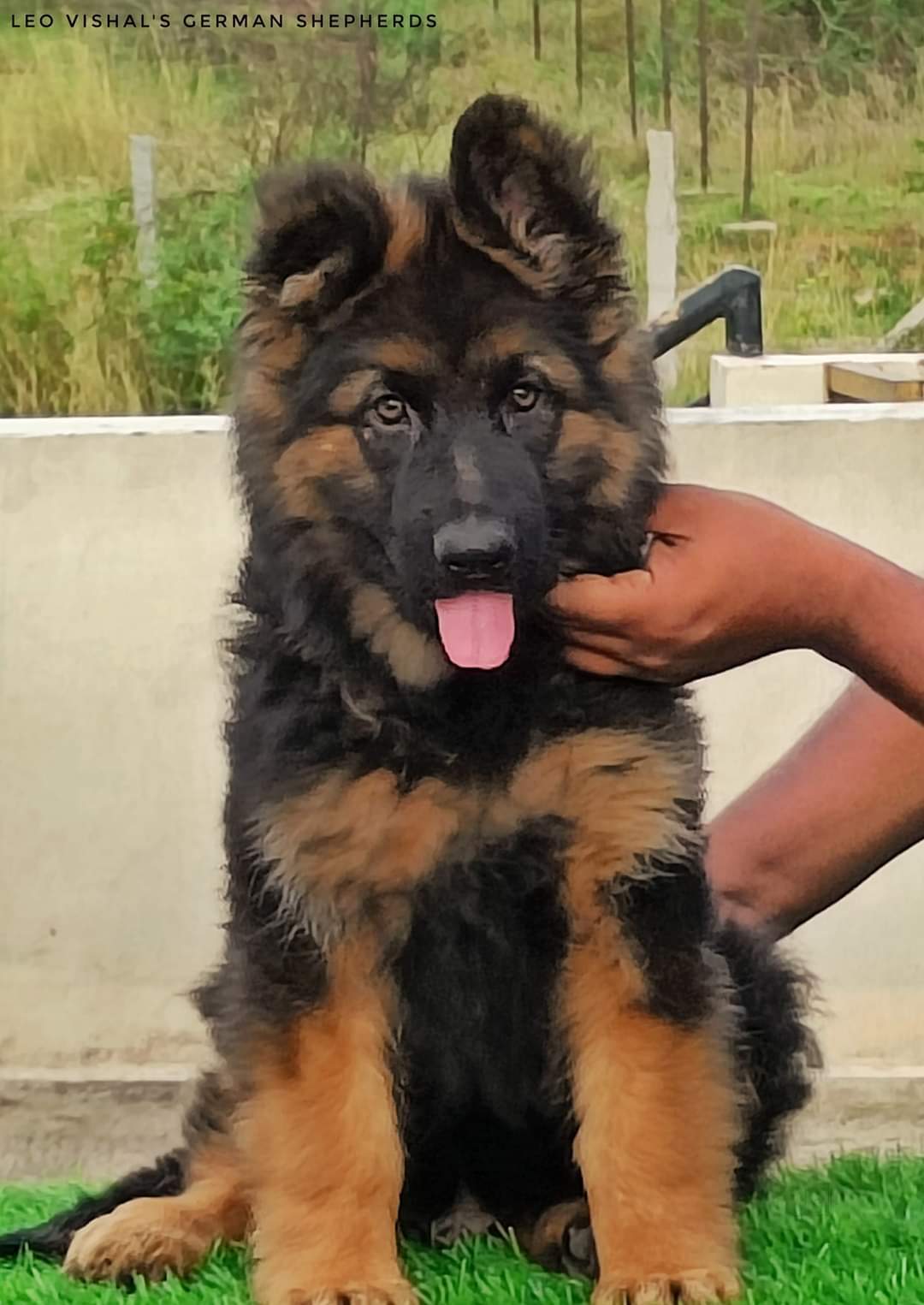 Dog Toy in Buldhana Durable, Fun Engaging Toys Justdial Verified