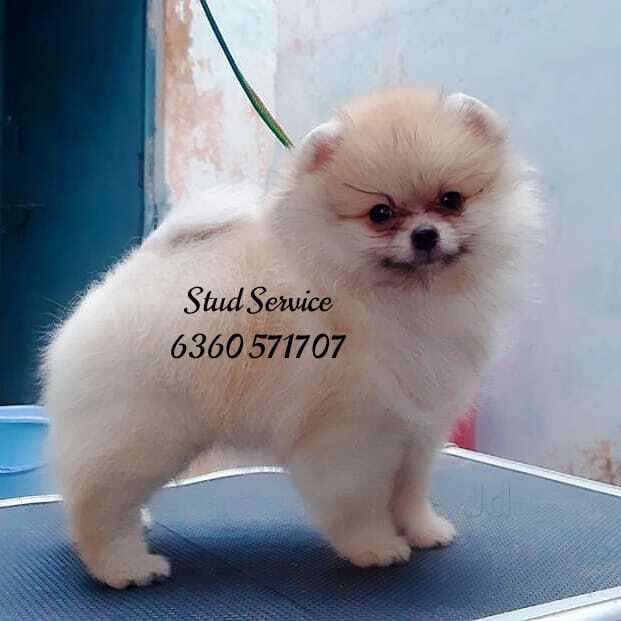 Anna Nagar Pet Dog Dealers Near Me Chennai Dog Sitters And Walkers