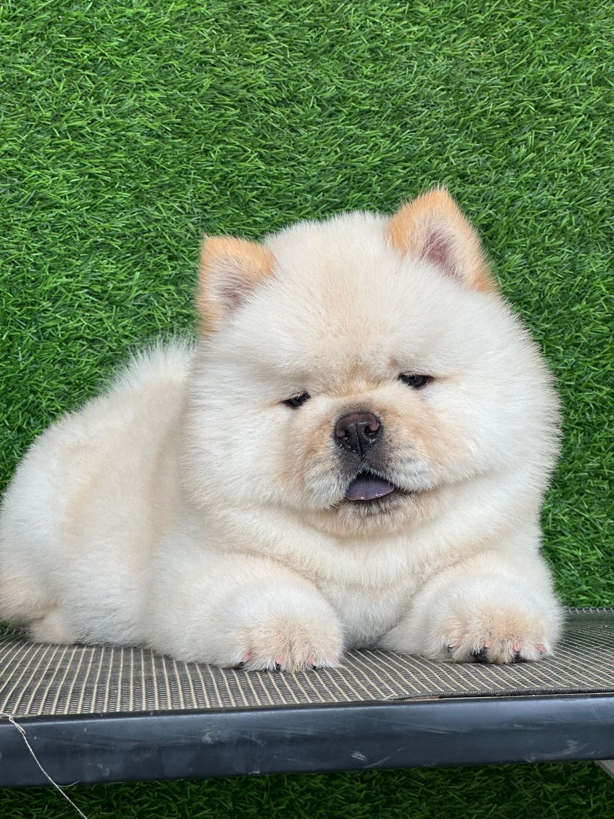 Vadodara Pet World Dogs Pet World Shop Near Me Shop