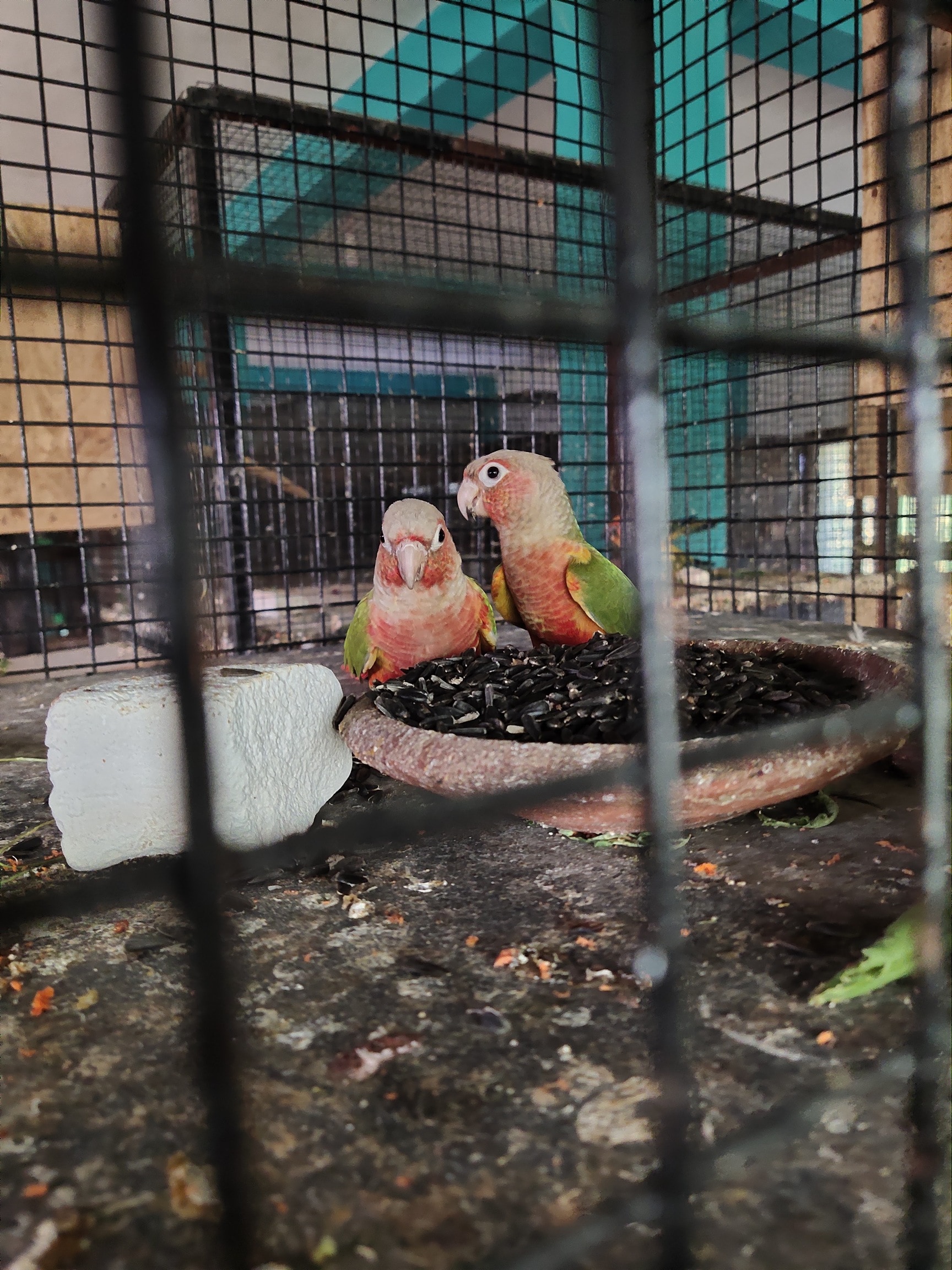 Thomas Rabbit & Bird Farm in Kammampalli, Krishnagiri - Best Agro ...
