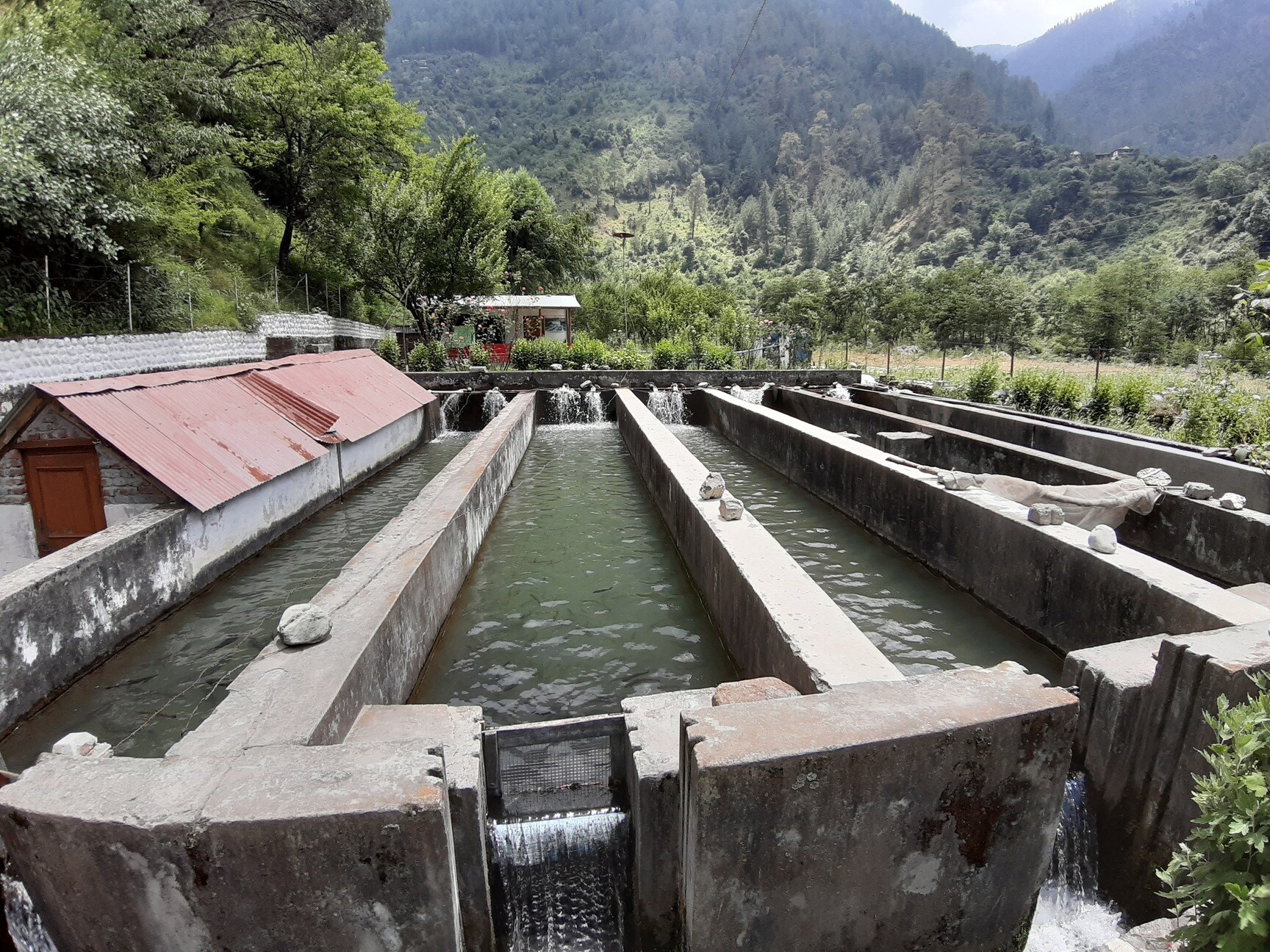 Rainbow Trout Fish Farm in Pekhri, Kullu - Best Fisheries Consultants in  Kullu - Justdial
