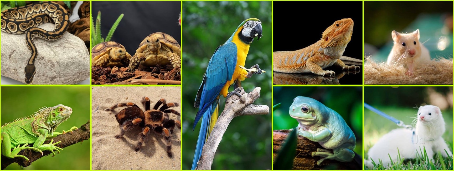 Aquarium Fish Wet Pets Shivajinagar Wet Pets Near Me On Sale