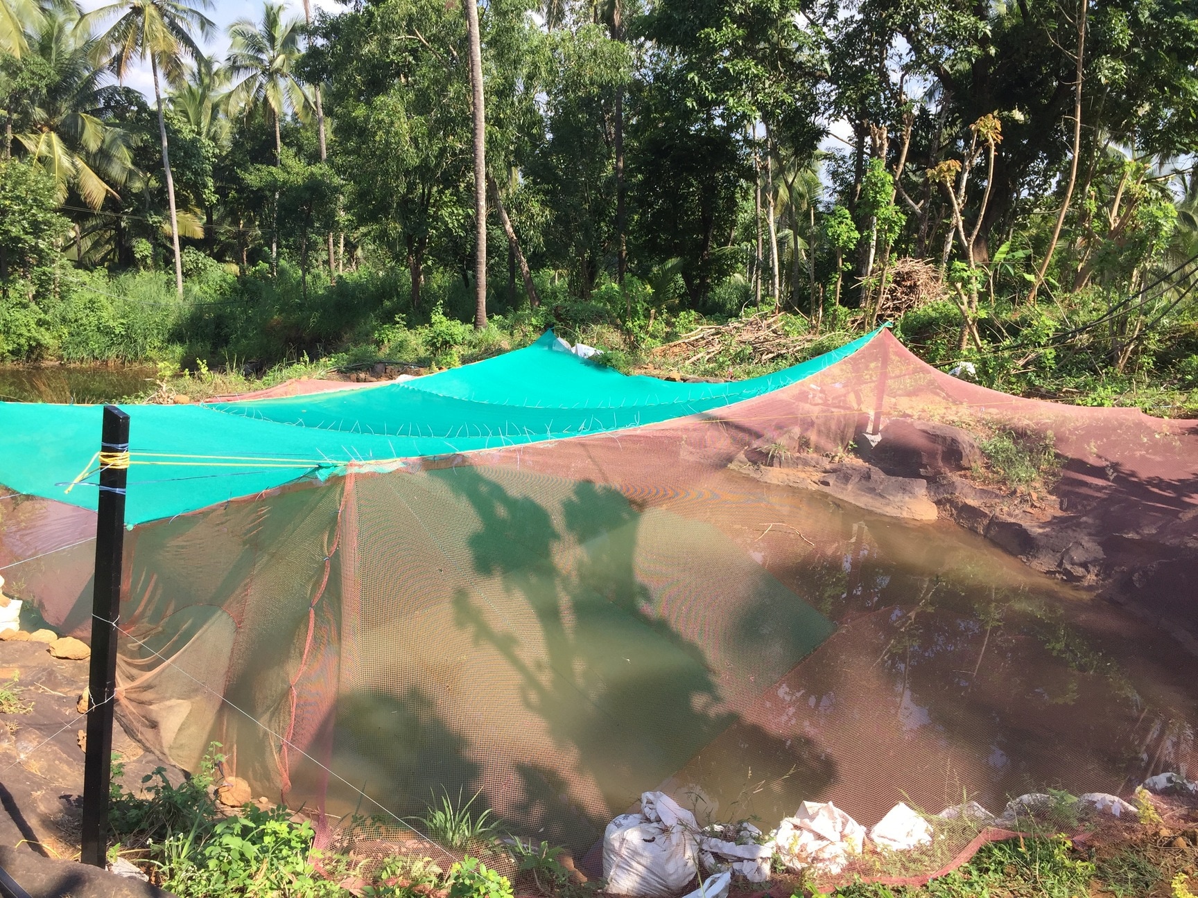 Pp Fish Farm in Kondotty, Malappuram - Best Fisheries Consultants in ...