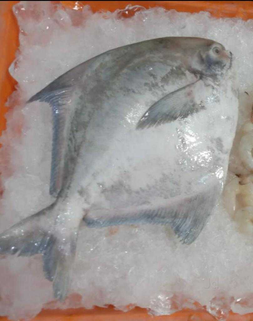 Ali Fish in Crawford Market, Mumbai - Best Fish Wholesalers in Mumbai ...