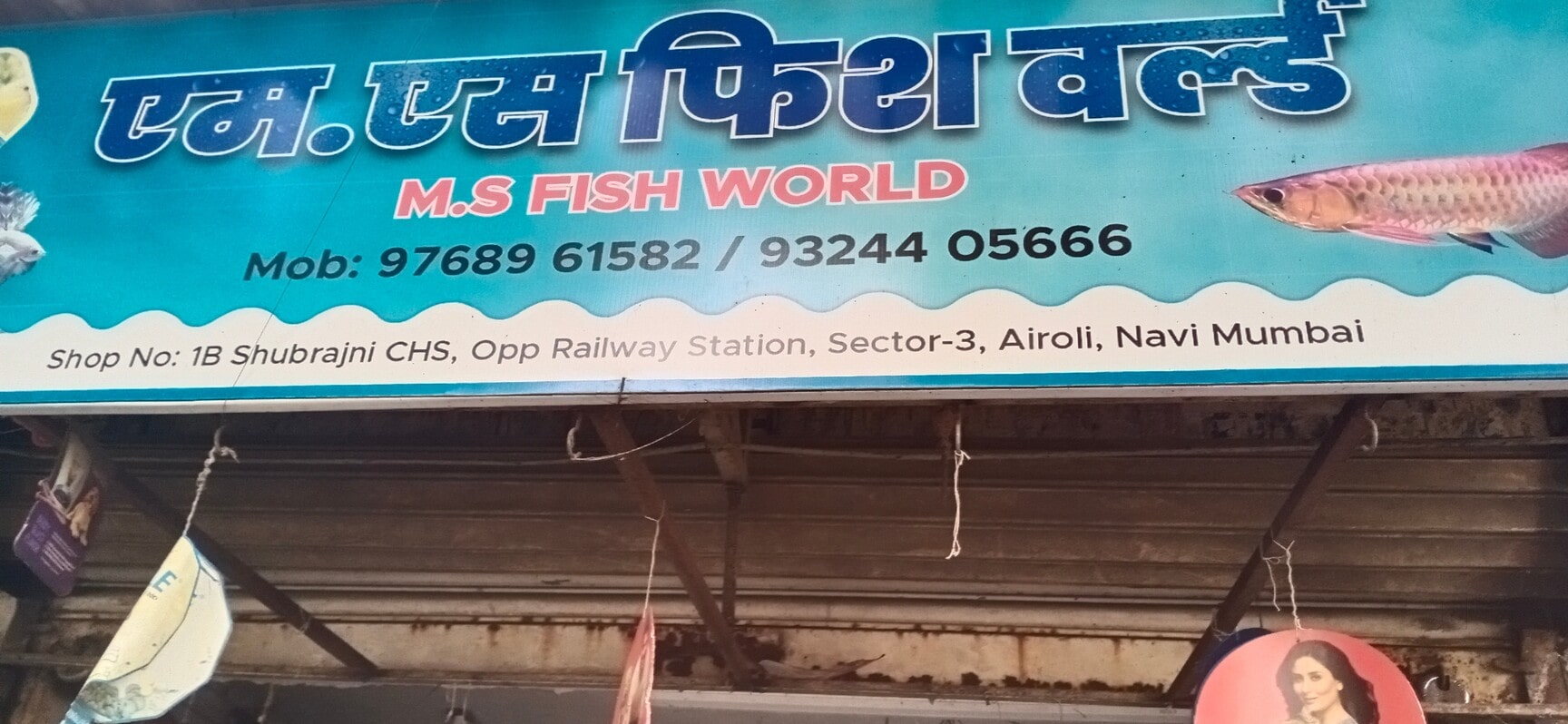 Aquarium Plant in Kolhapur Lush Aquatic Greens for Your Tank