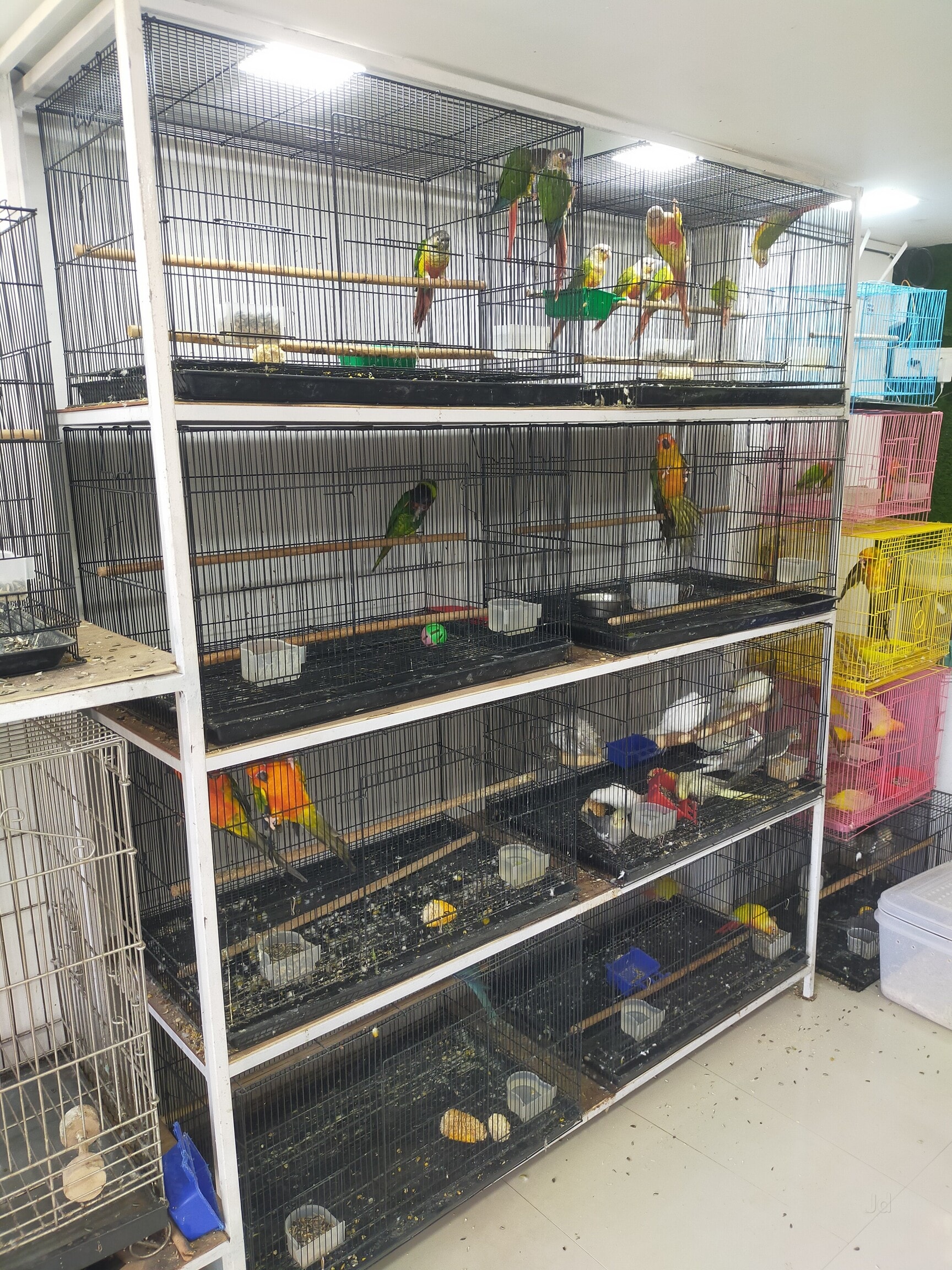 Aquarium Fish Food in Pune Nutritious Premium Options for