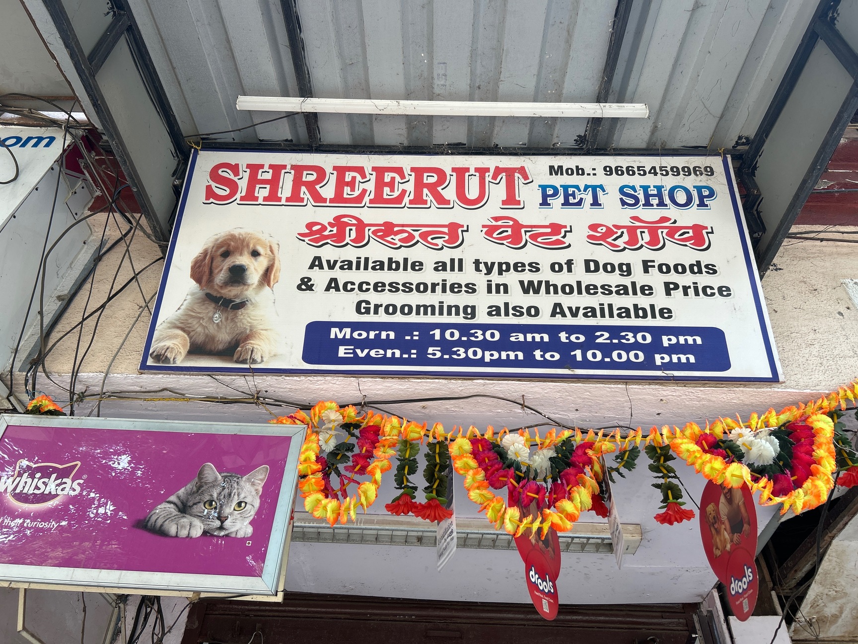 Puppy Wholesale Pet Store Near Me Pet Store Wholesale Pet Pet