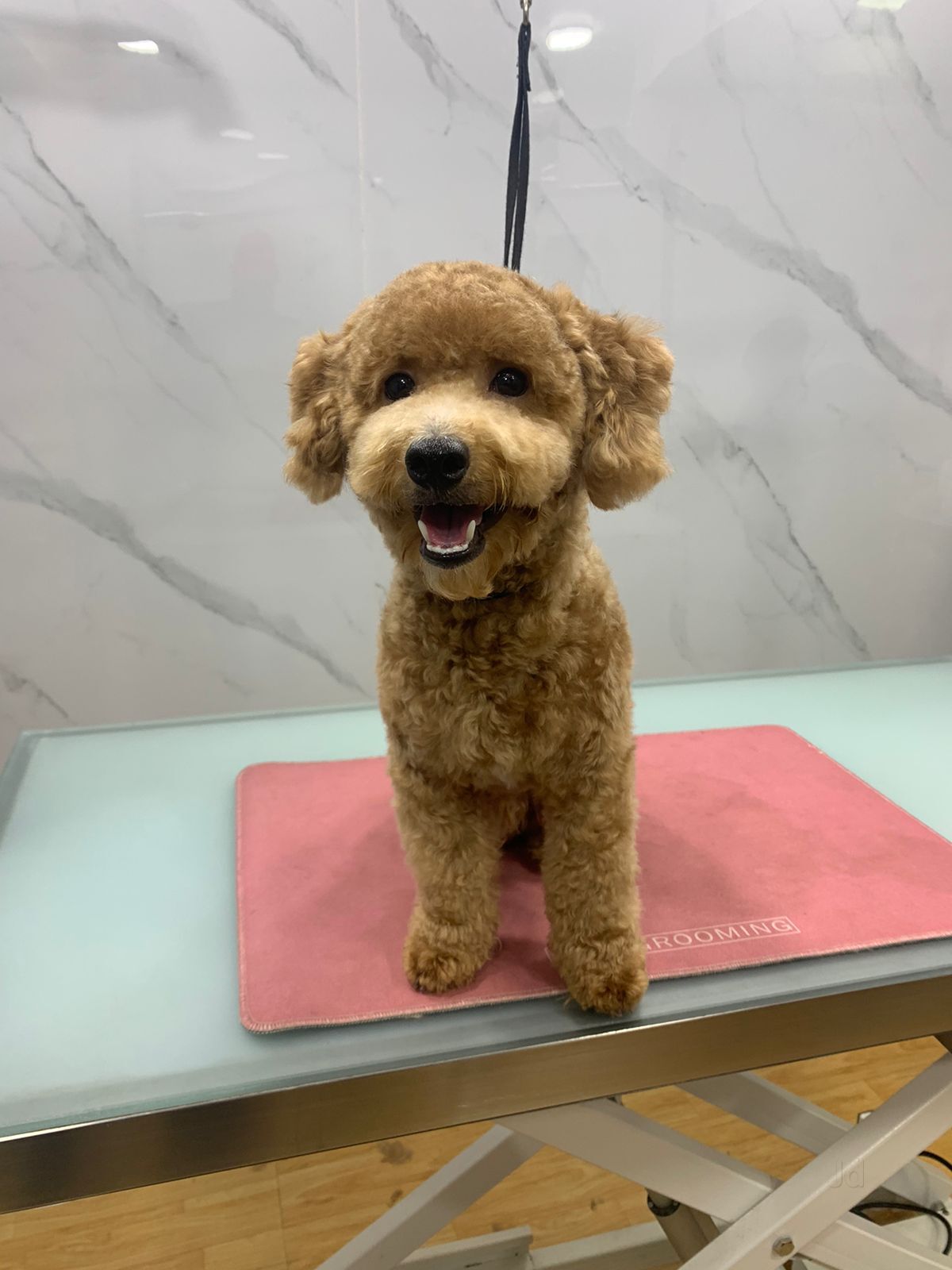 Bangalore Dog Grooming Salon Near Me Pet Grooming Scissor In